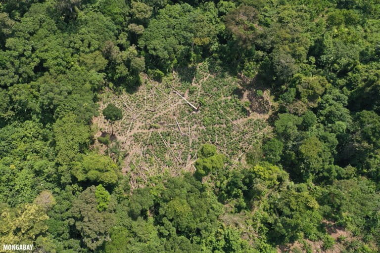 Forest cleared for coca in the Colombian Amazon. Photo by Rhett A. Butler for Mongabay.