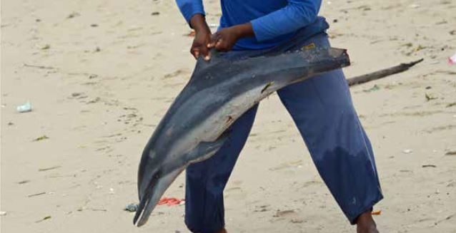 Dolphins Are Still Accidental Casualties of Tuna Fishing