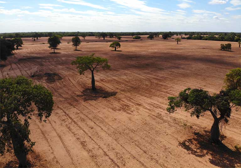 Cattle put Paraguay s Chaco biome at high risk but report offers hope