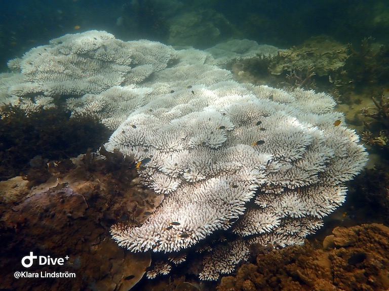 Bleached staghorn corals on Keppel Island reefs, Australia.