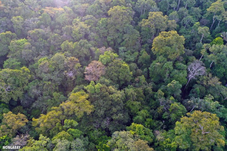 Rainforest in the Brazilian Amazon. Photo by Rhett A. Butler for Mongabay.