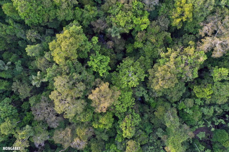 Amazon rainforest canopy in Brazil. Photo by Rhett A. Butler for Mongabay.