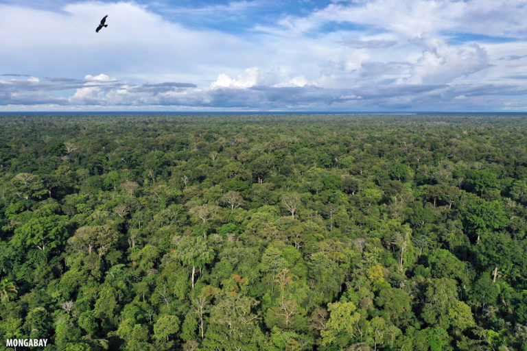 Drone capturing a raptor in flight over the Amazon rainforest. Photo by Rhett A. Butler for Mongabay.