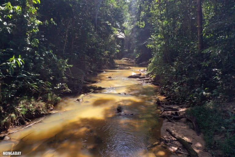 Rainforest creek in the Colombian Amazon. Photo by Rhett A. Butler for Mongabay.