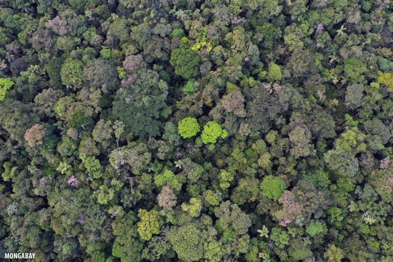 Overhead view of the Amazon rainforest canopy. Photo by Rhett A. Butler for Mongabay.