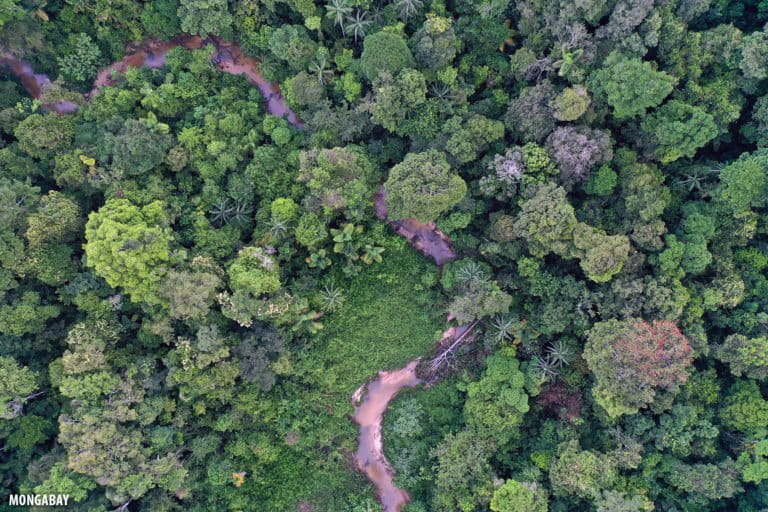 Rainforest creek in the Colombian Amazon. Photo by Rhett A. Butler for Mongabay.