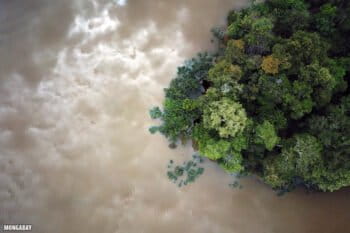 Drone view of flooded forest in the Amazon. Photo by Rhett A. Butler for Mongabay.