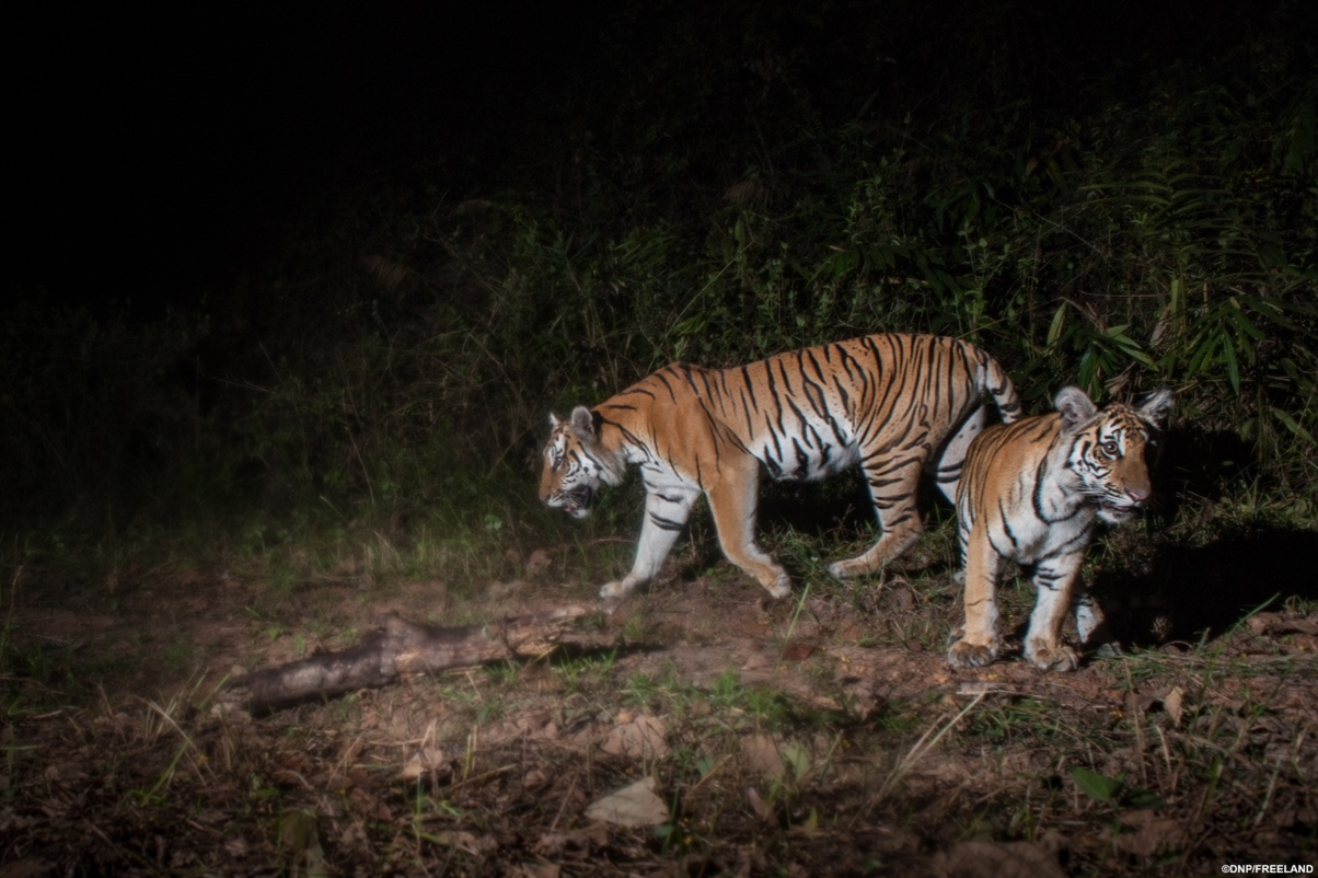 Photos of wild tiger cubs in Thailand rekindles hope for species