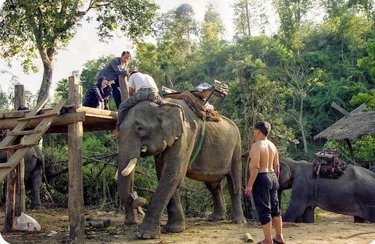 Thailand S Captive Elephants Face Starvation Amid Covid 19 Tourism Freeze