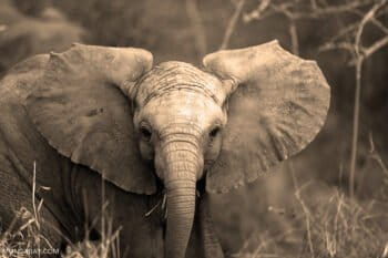 Elephant in South Africa. Photo by Rhett A. Butler.