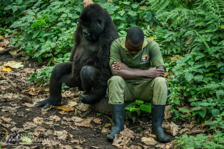 ICCN ranger with a gorilla in Virunga National Park, DRC. Image courtesy Nelis Wolmarans.