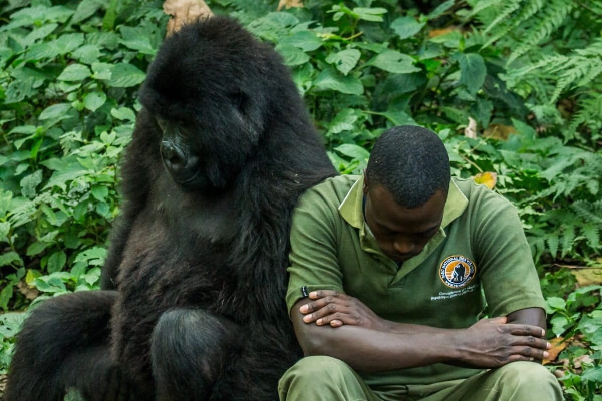 ICCN ranger with a gorilla in Virunga National Park, DRC. Image courtesy Nelis Wolmarans.