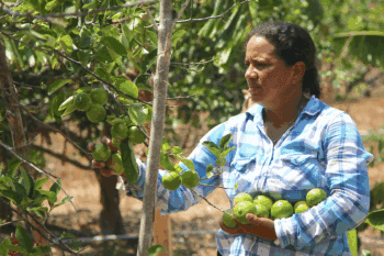Odielca Solis has built a silvopasture system at her farm in Panama, which provides shade and forage to her cattle and fruit for her family. Image by Erin Banks Rusby for Mongabay.