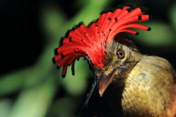 A Royal Flycatcher (Onychorhynchus coronatus) spends time in the moist Amazon understory foraging. Photo by Philip Stouffer.