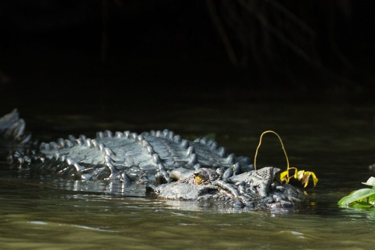 Photos Up Close With The Saltwater Crocs Of Sri Lanka S Nilwala River