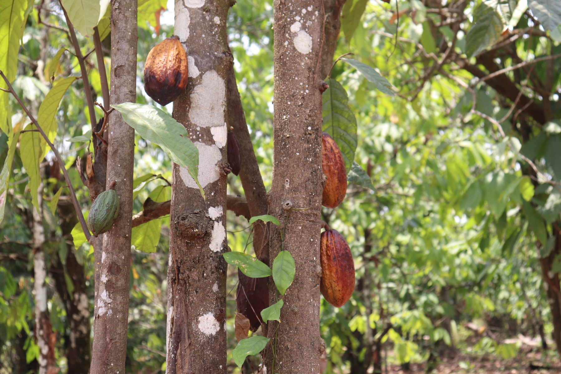 A cocoa farm at the edge of Akure-Ofosu Forest Reserve. Image by Orji Sunday for Mongabay.