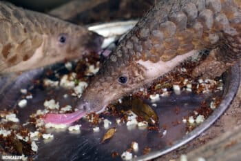 Pangolin rescued from the wildlife trade in Vietnam. Photo by Rhett A. Butler.