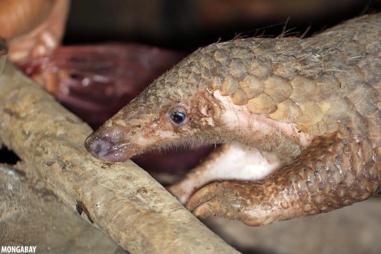 Pangolin rescued from the wildlife trade in Cambodia. Photo by Rhett A. Butler.