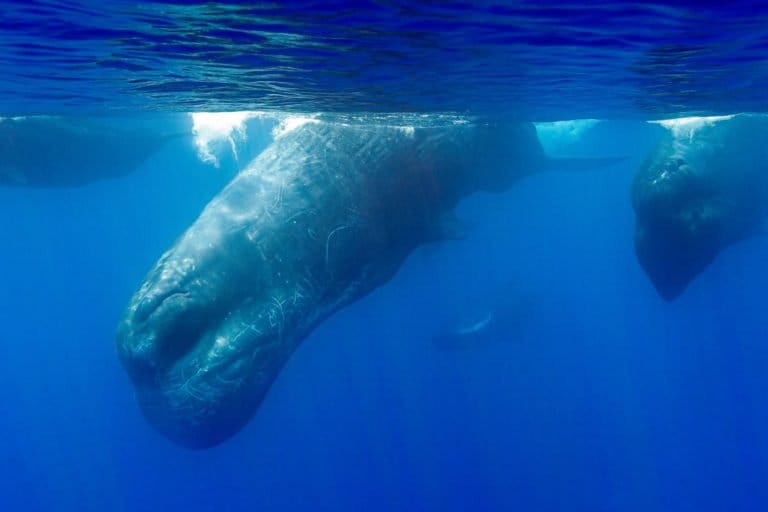 Sperm Whale With Giant Squid Marks 