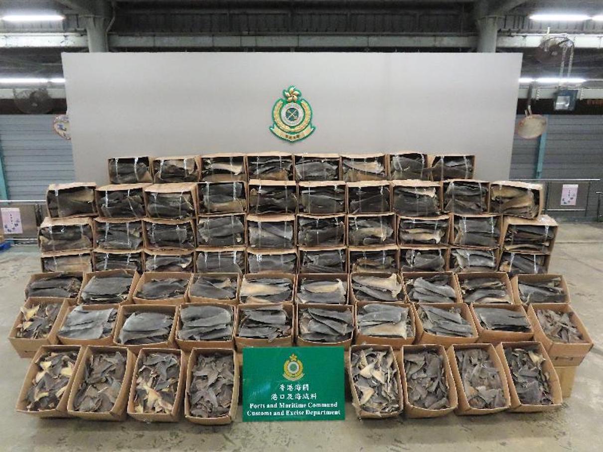 Authorities seize record 26 tons of illegal shark fins in Hong Kong Authorities seize record 26 tons of illegal shark fins in Hong Kong