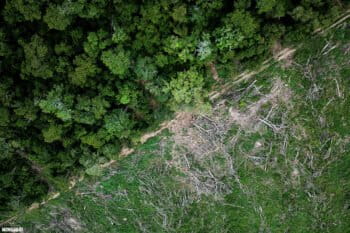 Deforestation for soy in the Amazon. Photo by Rhett A. Butler for Mongabay.