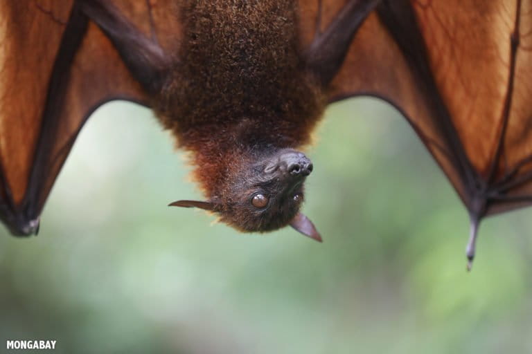 Malayan Flying Fox (Pteropus vampyrus). Flying foxes and other frugivorous bats are important pollinators and seed dispersers. Photo by Rhett A. Butler.