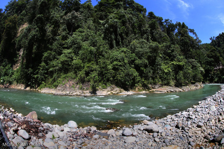 New rule puts Indonesia’s protected forests up for grabs for agribusiness