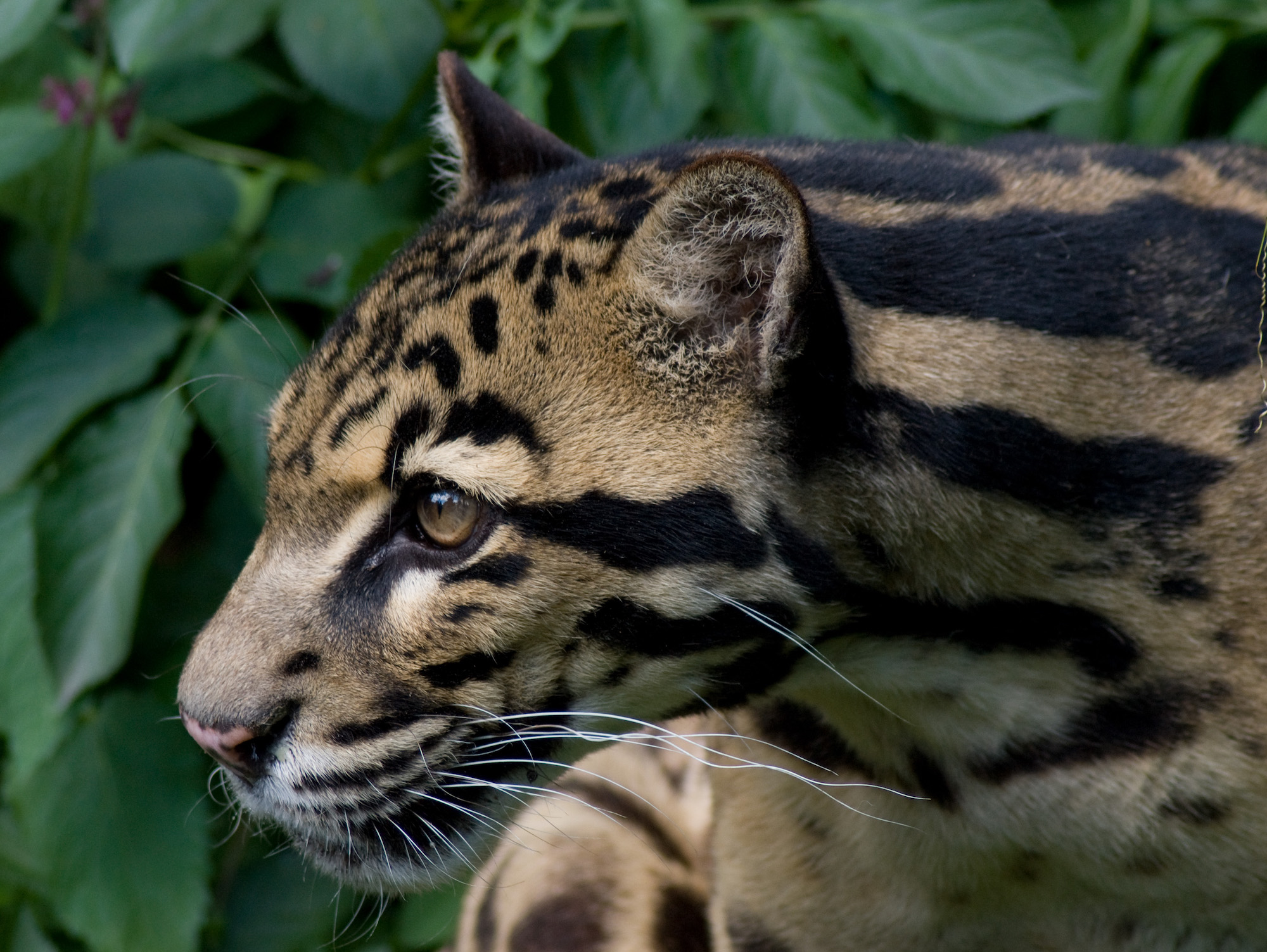 ‘They never intended to conserve it’: Outcry as loggers gut Cambodian reserve ‘They never intended to conserve it’: Outcry as loggers gut Cambodian reserve