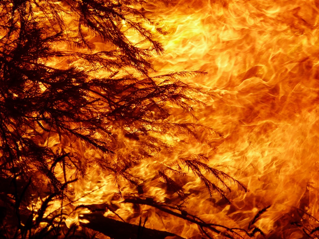 Australia S Logging Madness Fuels More Fires Hastens Ecosystem Collapse Australia S Logging Madness Fuels More Fires Hastens Ecosystem Collapse