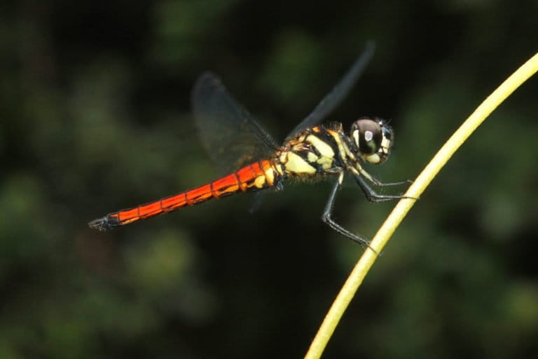 The Sri Lanka vermilion forester is known for its shiny red appearance, and is threatened by increasing climate change impacts. Image courtesy of Amila Prasanna Smanapala.