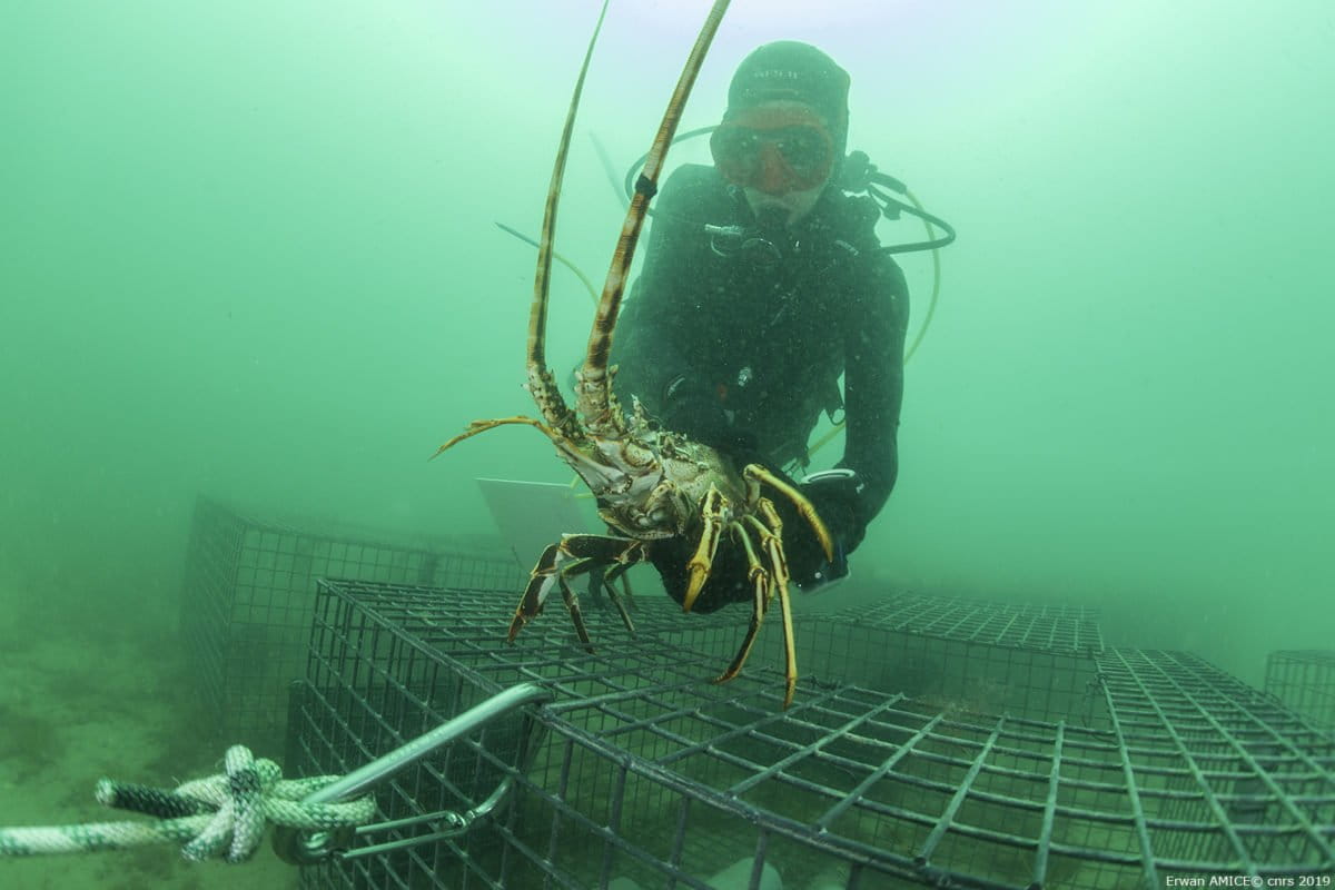 Spiny lobsters raise an undersea racket that can be heard miles away