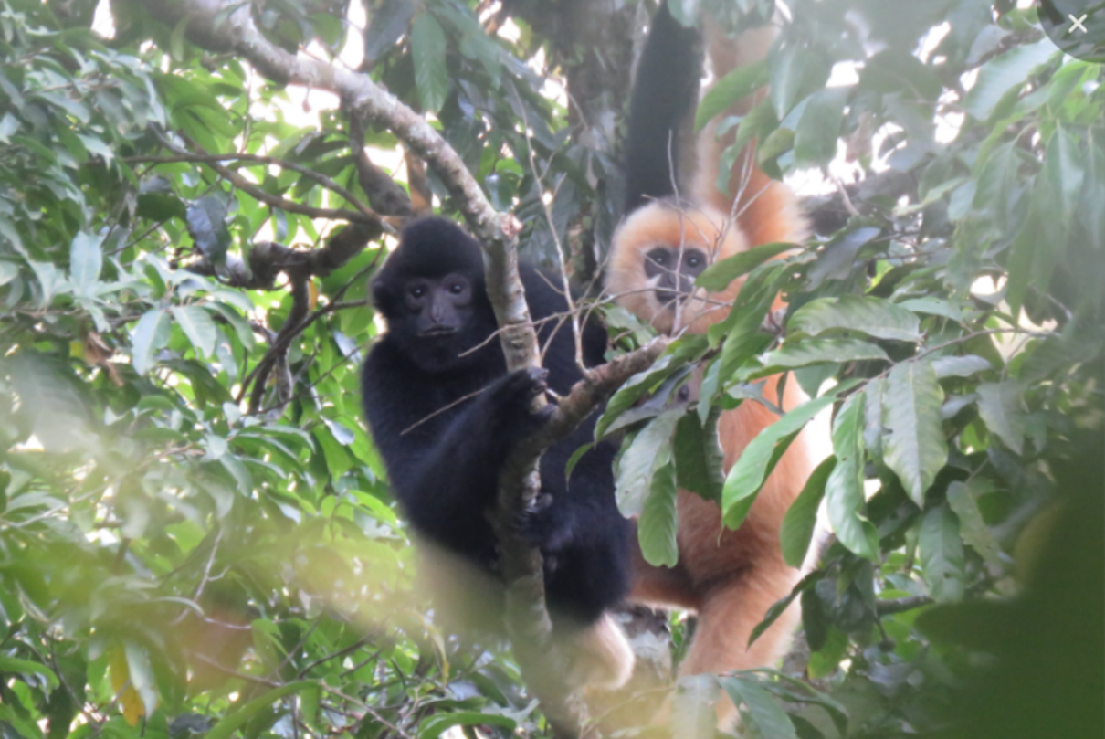 When the world’s rarest primate, the Hainan gibbon couples up, it’s a win for the species When the world’s rarest primate, the Hainan gibbon couples up, it’s a win for the species