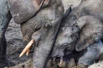 A calf attempts to sneak its trunk into a mineral pit that mom is drinking from. Protest calls are often heard from calves during these behavioral contexts, as mom sometimes pushes them away and they in turn express their displeasure with a little yell. Photo © Ana Verahrami, Elephant Listening Project.
