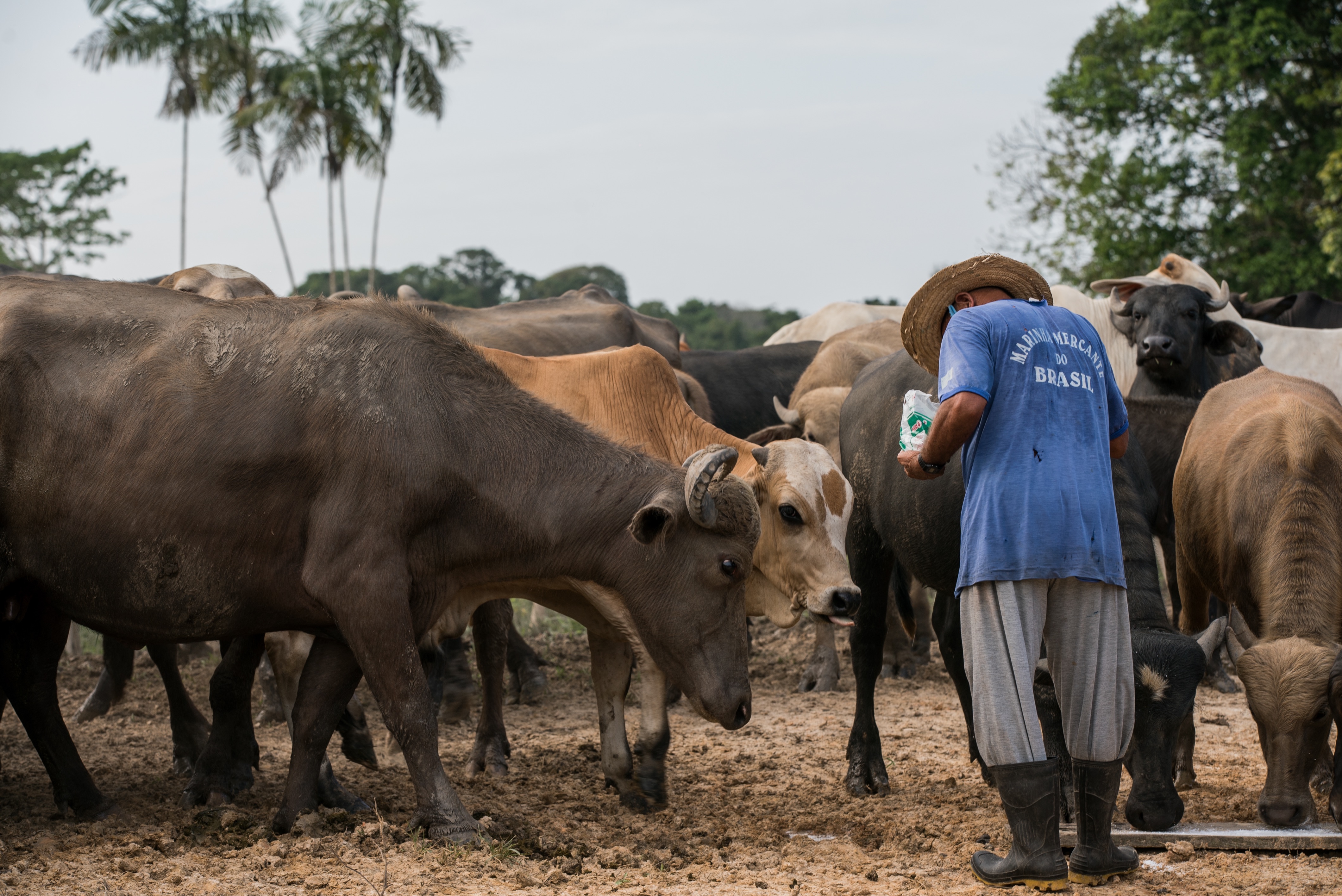 In the Amazon, a farmer practices the future of sustainable cattle ranching