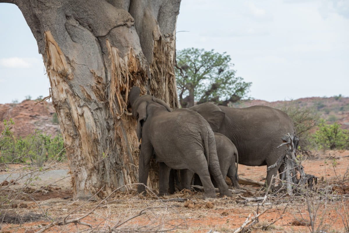 Elephants digging into a baobab tree in Mapungubwe National Park, South Africa. Image by Nathalie Bertrams for Mongabay.