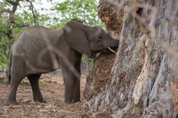 Elephant digging at a baobab tree in Mapungubwe National Park, South Africa, to get to the moisture-rich interior. Since at least 2015, there has been a prolonged drought across Southern Africa. Image by Nathalie Bertrams for Mongabay.