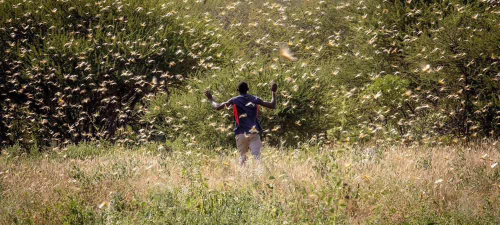 Locust swarm at Samburu, Kenya. Image by Sven Torfinn/FAO.