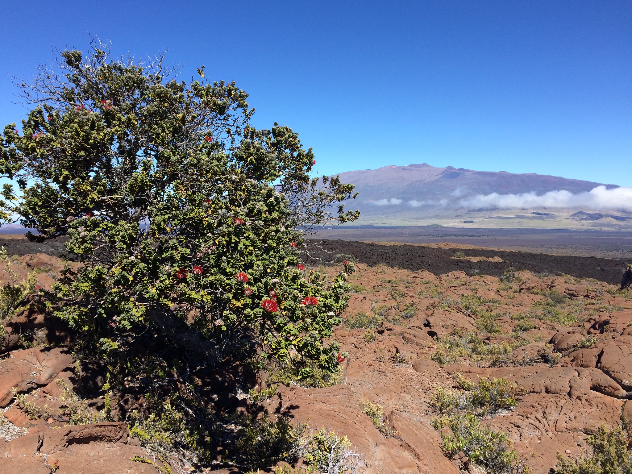 In Hawai I Researchers Work To Slow The Rapid Death Of A Beloved Tree