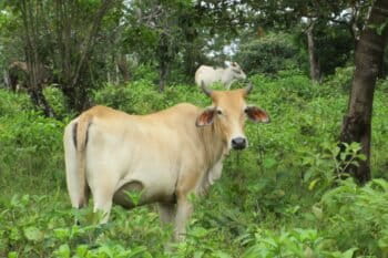 Cows grazing in Nicaragua's southern indigenous autonomous region in October,