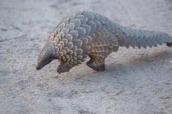 A pangolin. Image by Adam Tusk via Flickr (CC BY 2.0).