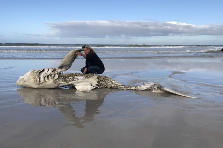 Great white carcass, Gansbaai. Image courtesy Hennie Otto/Marine Dynamics