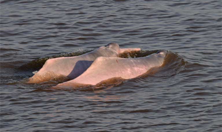 Huge victory for pink dolphins used as catfish bait in the