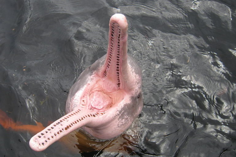 Moratória da pesca do piracatinga é prorrogada por mais um ano, dando nova esperança à preservação do boto-cor-de-rosa 