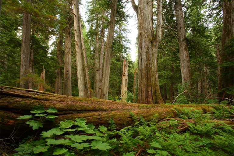 Boreal forest and Old-growth forestss