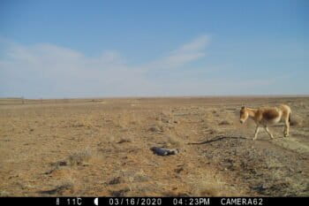 Camera trap image of a wild ass by Kirk Olson/WCS.