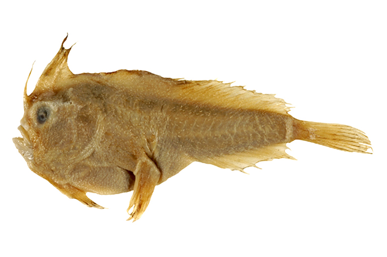 The first modern-day marine fish has officially gone extinct. More