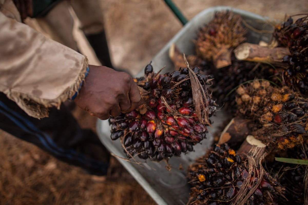 How the legacy of colonialism built a palm oil empire