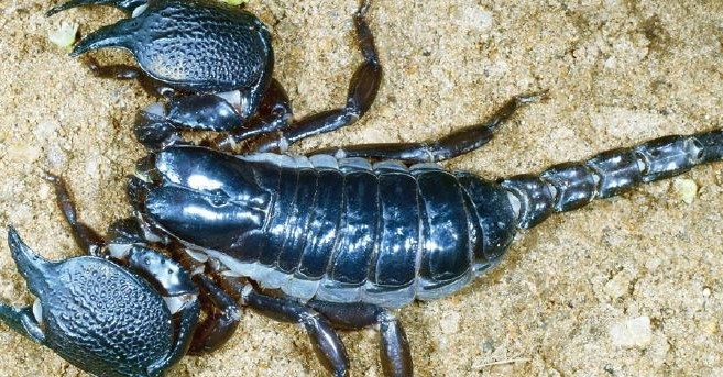 giant blue scorpion