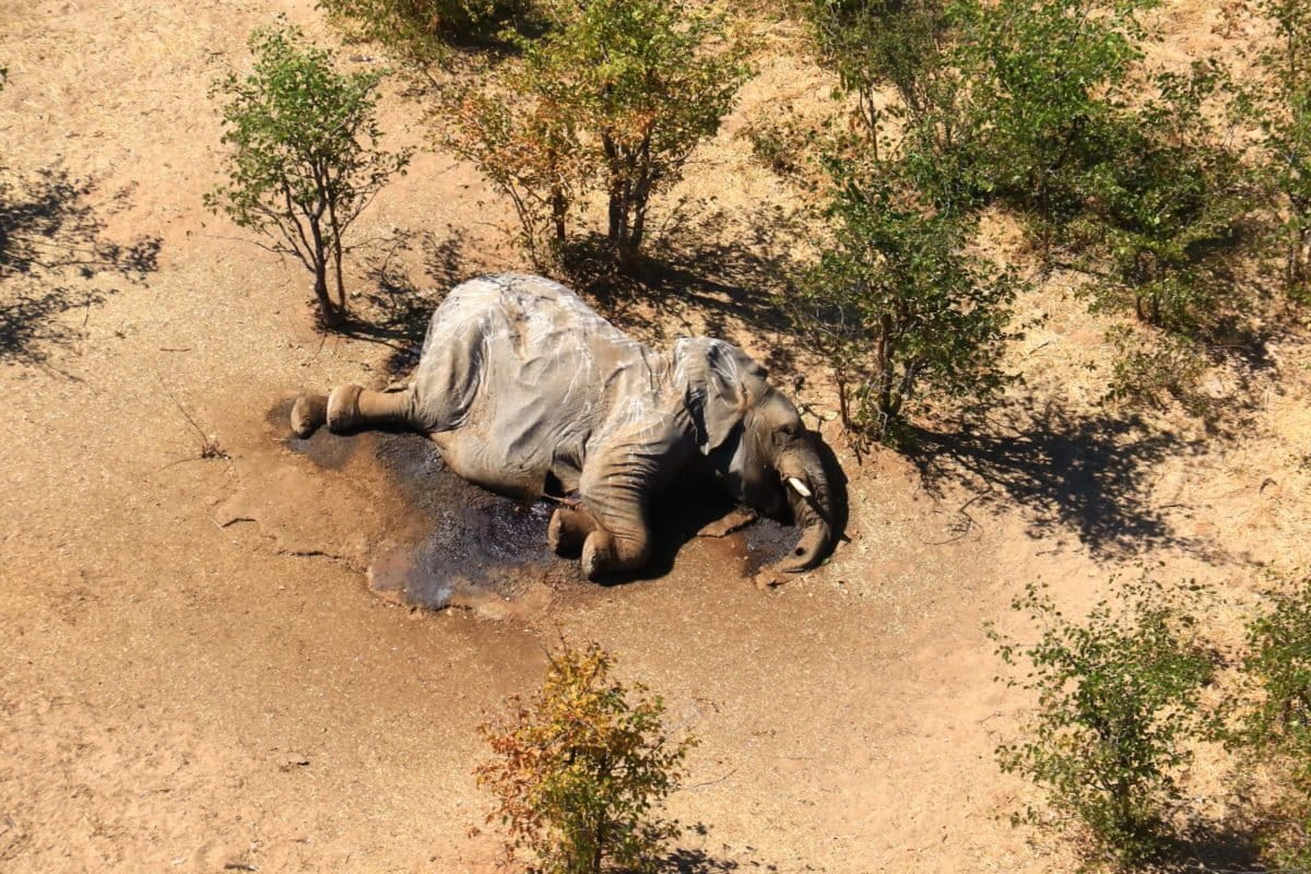 Elephant carcass in the Okavango Delta.