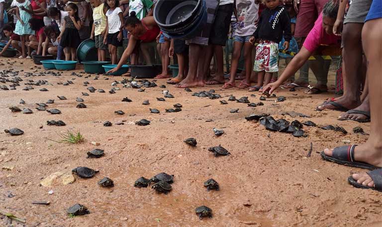 Ampliação de hidrovia para transporte de soja e minério na Amazônia impactará habitat de botos e tartarugas